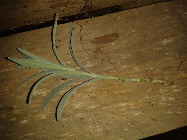 Lavanda
